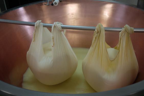 stage of the production of parmesan